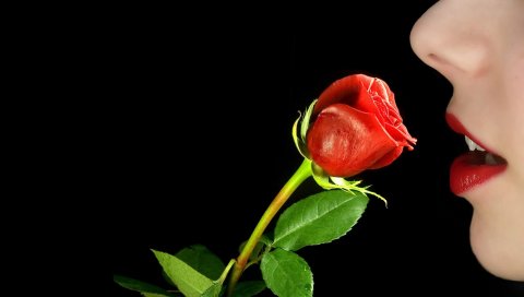 Роза, цветок, черный фон, женщина, профиль, губы