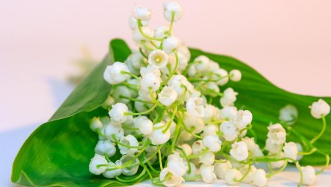 Лилии долины, цветы, колокола, весна, белый, ложь