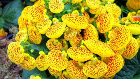Calceolaria, цветок, желтый, яркий, пятнистый