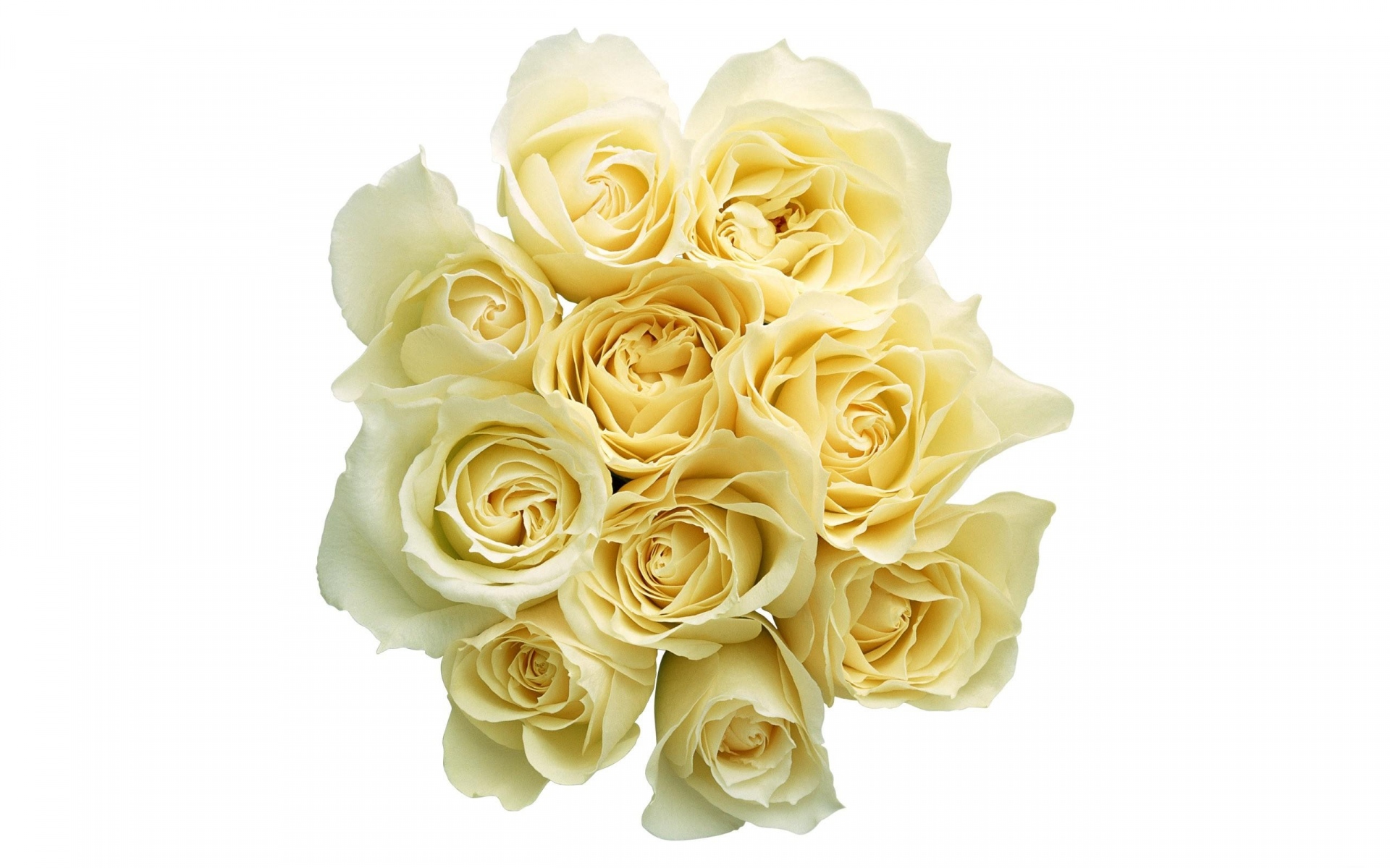 Кремовые розы на белом фоне