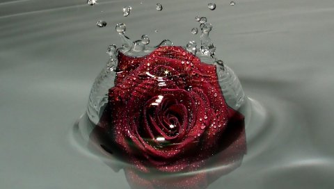 Роза, цветок, бутон, капли, спреи, вода