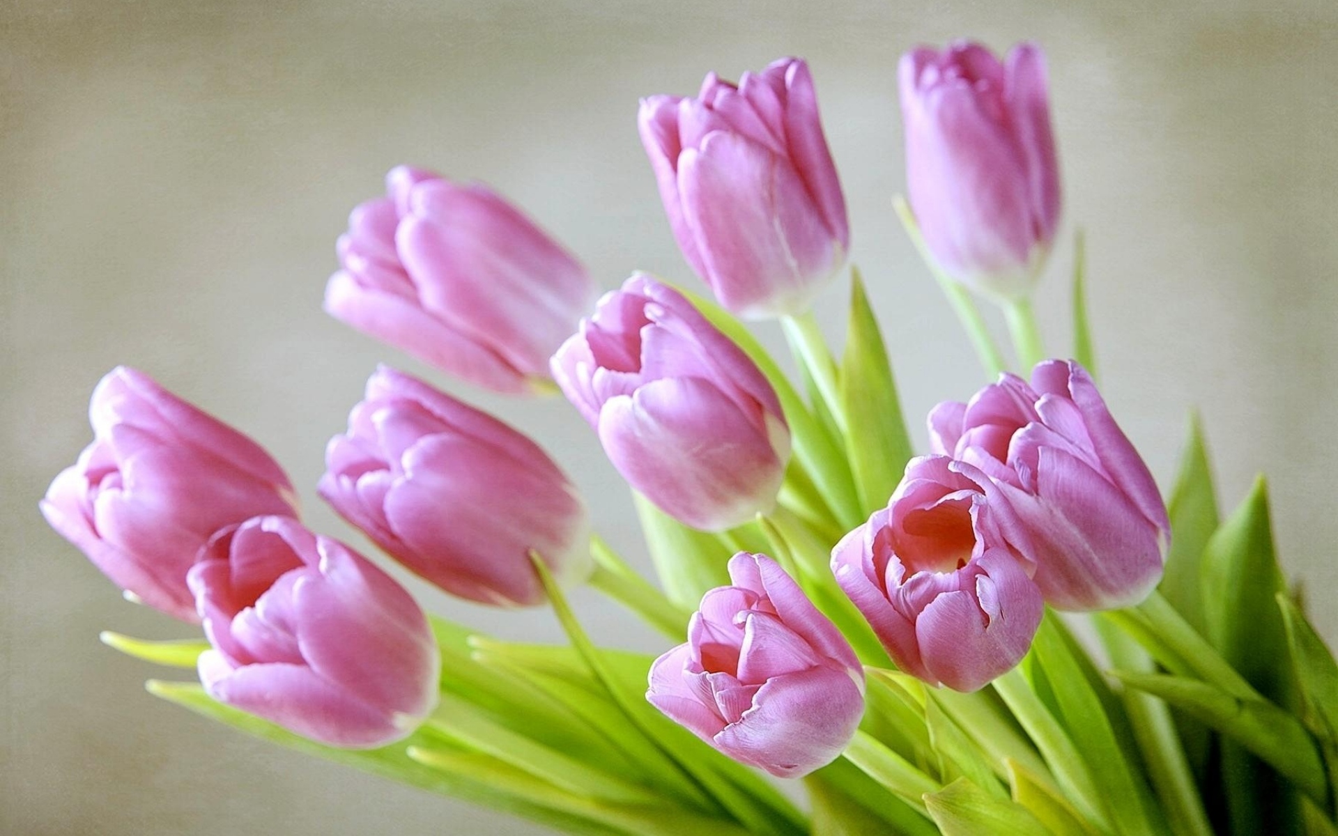Весенние тюльпаны картинки красивые. Тюльпан Vesna. Тюльпановидные тюльпаны. Тюльпаны пудровые нежные. Букет тюльпанов.