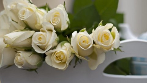Розы, цветы, белые, бутоны,