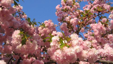 Цветы, ветки, весна, небо, листва