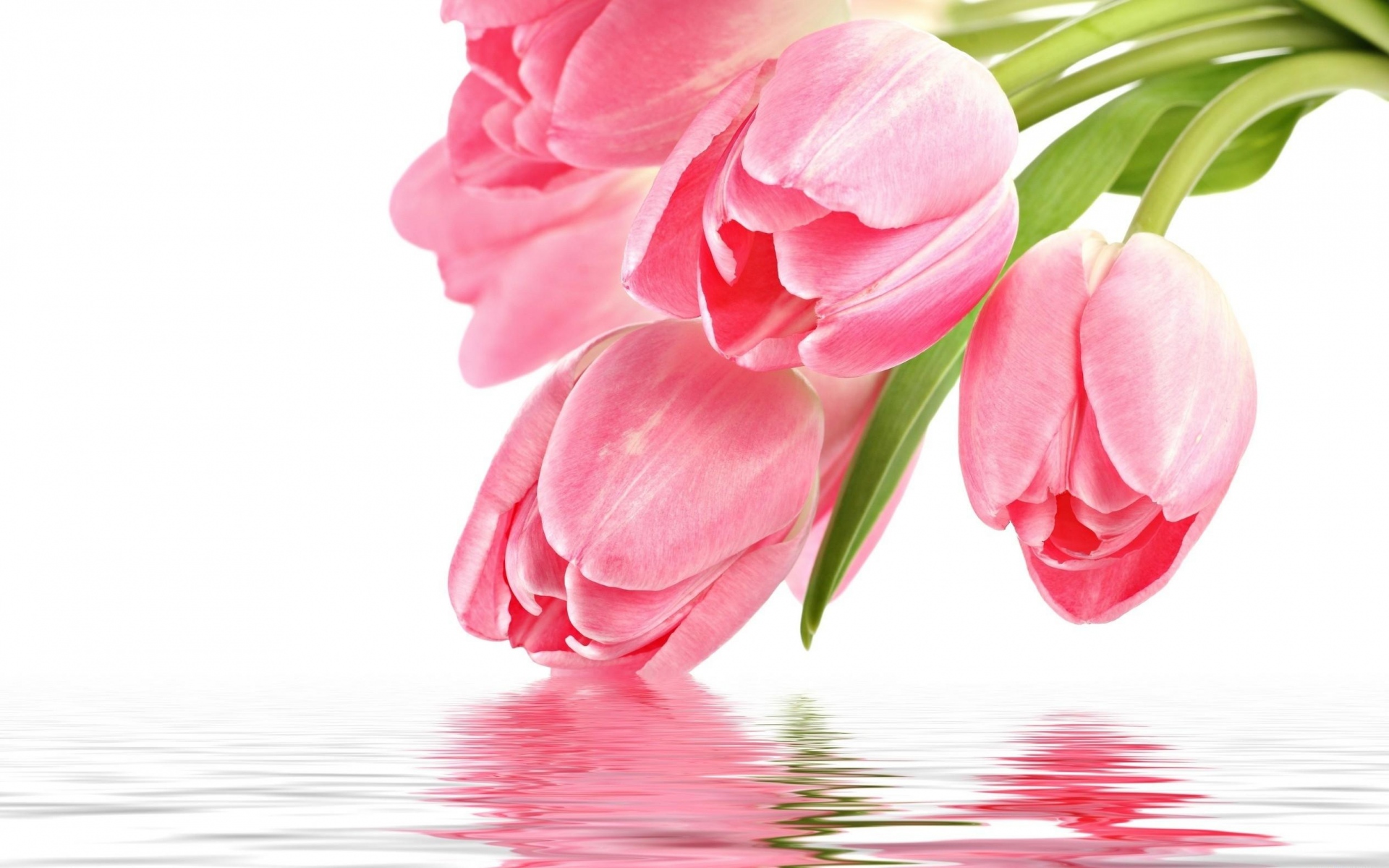 Картинки Тюльпаны, цветы, почки, вода, отражение фото и обои на рабочий стол