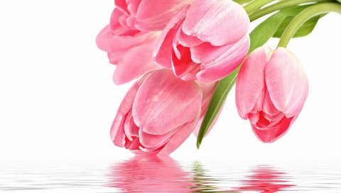 Тюльпаны, цветы, почки, вода, отражение