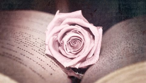 Роза, бутон, книга, крупный план
