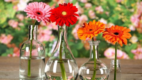 Гербера, цветы, яркие, вазы, вода, номер