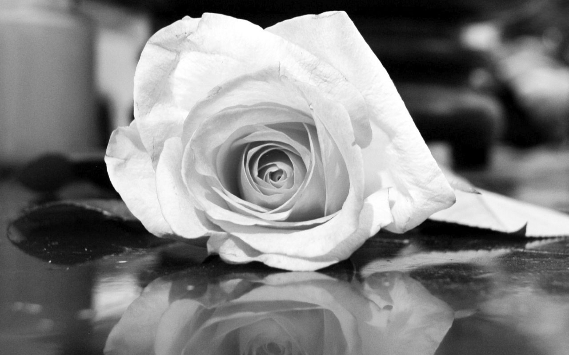 Черная и белая роза