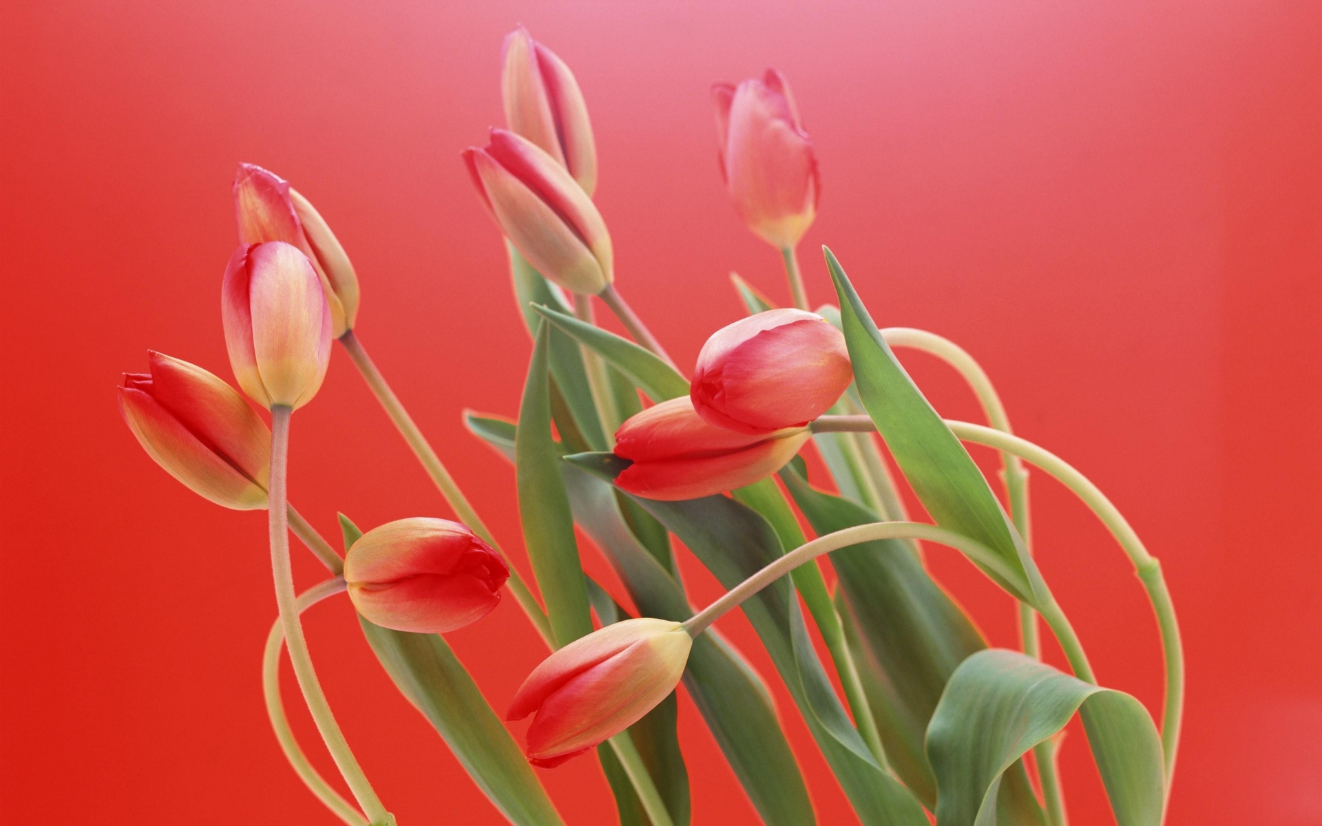 Картинки Тюльпаны, цветы, яркий, красный фон фото и обои на рабочий стол