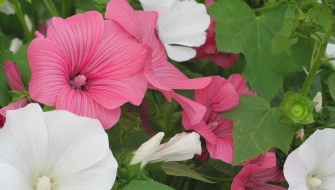 Lavatera, цветы, травы, яркие