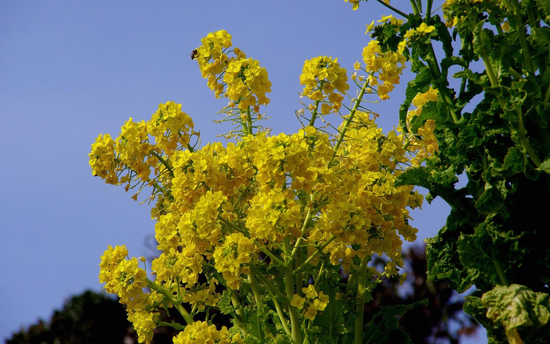 Желтого Цвета Полевые Цветы