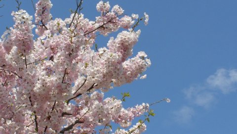 Цветы, ветки, весна, небо, облака
