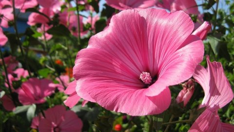 Lavatera, цветы, клумба, солнечный, крупный план