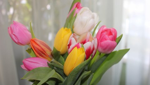 Тюльпаны, цветы, красочный, букет, весна
