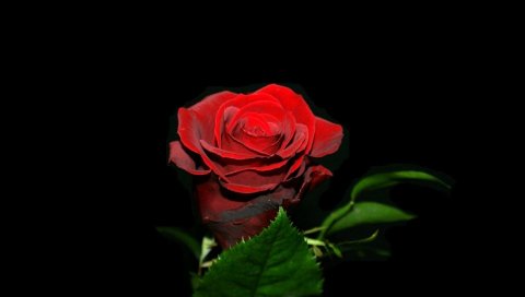 Роза, цветок, почка, черный фон