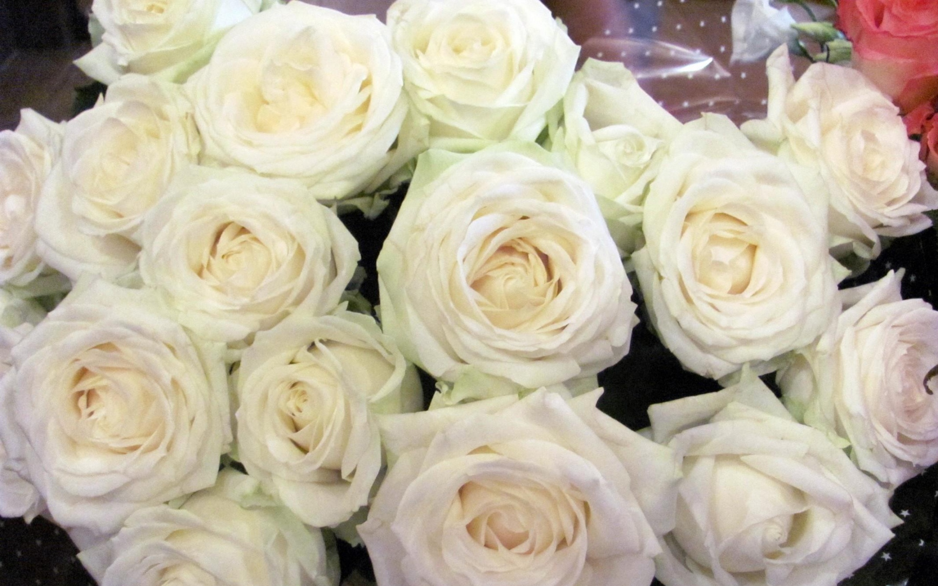 Картинки Розы, цветы, белый, цветок, упаковка фото и обои на рабочий стол