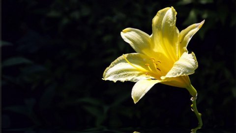 Лилия, цветок, желтый, бутон, вода, отражение