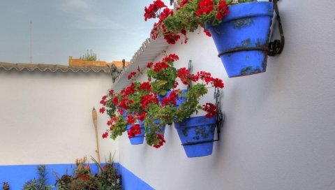 Герань, цветы, горшки, стены