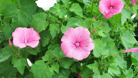Lavatera, цветы, травы, клумба