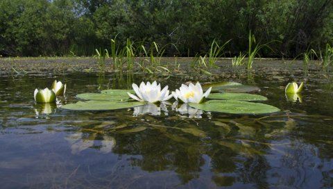 Водяная лилия, вода, болото, листья, поверхность