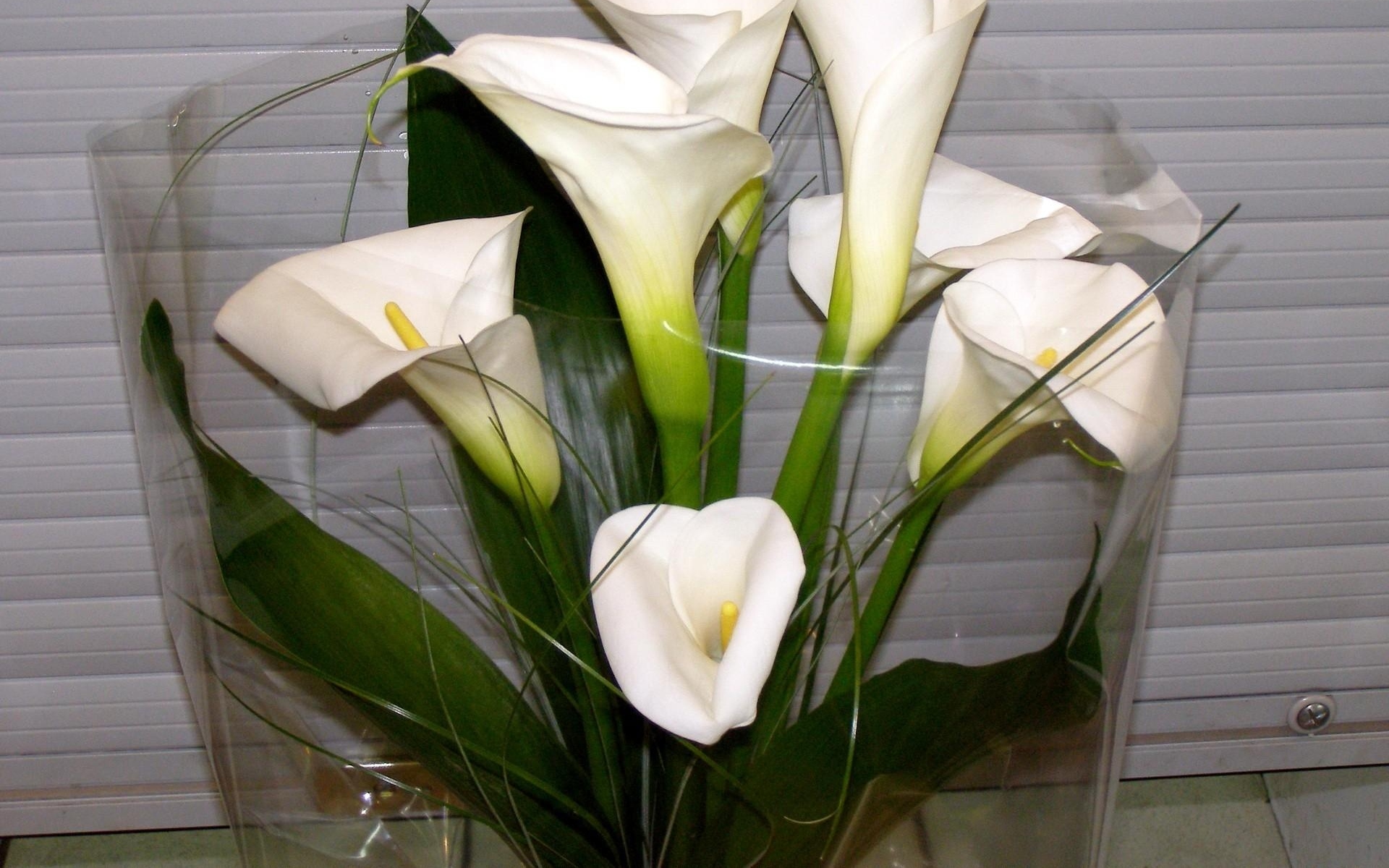 Картинки Калла лилии, цветы, белый, цветок, упаковка фото и обои на рабочий стол