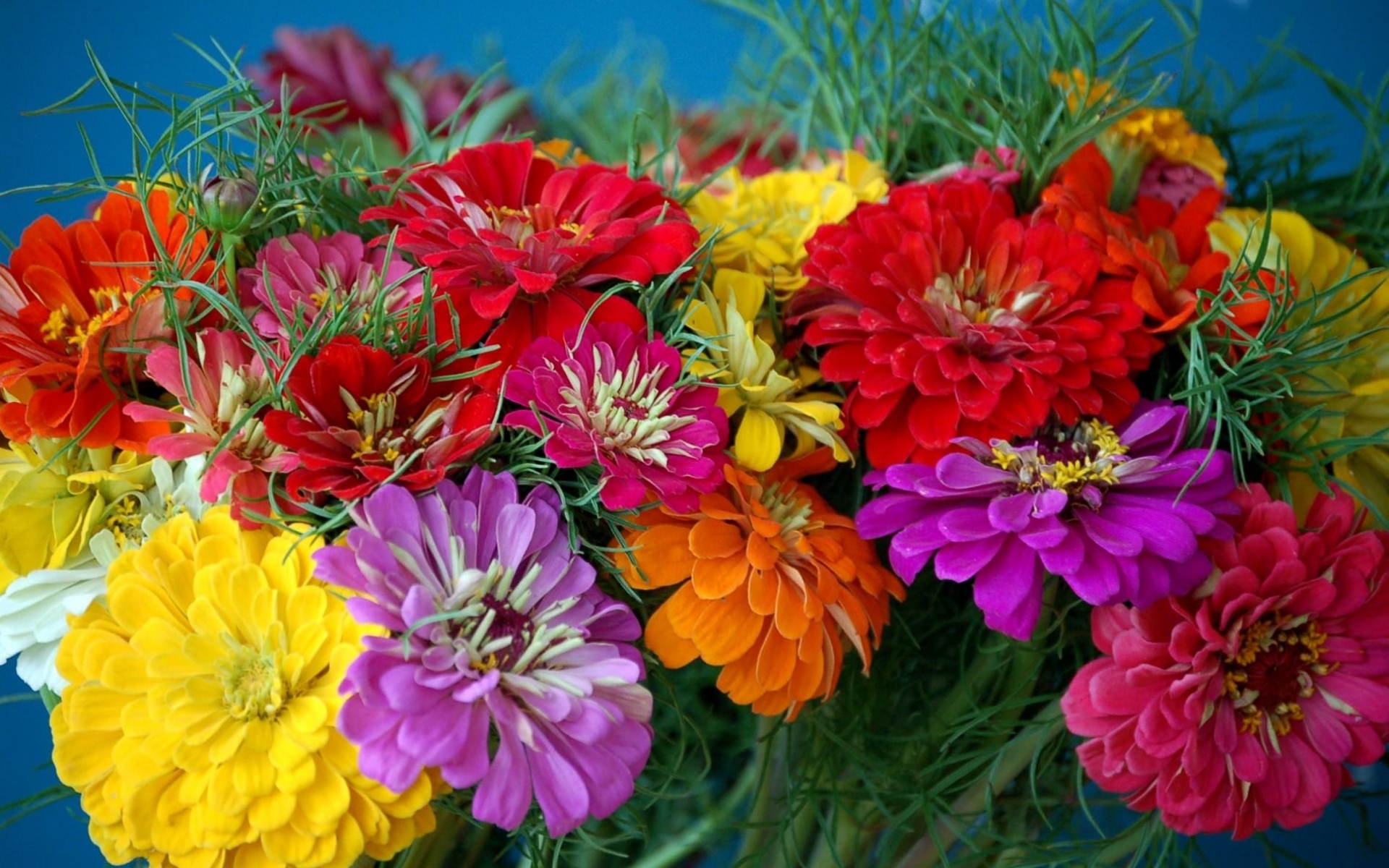 Картинки Zinnias, цветы, яркие, красочные, цветок фото и обои на рабочий стол