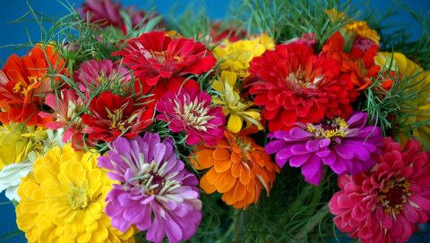 Zinnias, цветы, яркие, красочные, цветок