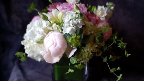 Pion, gillyflower, гортензия, цветок, песня, зеленый