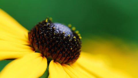 Цветы, пестики, тычинки, свет, цвет