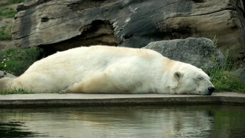 Белый медведь, медведь, ложь, сон, вода