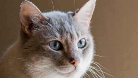 Кошка, лицо, голубые глаза,