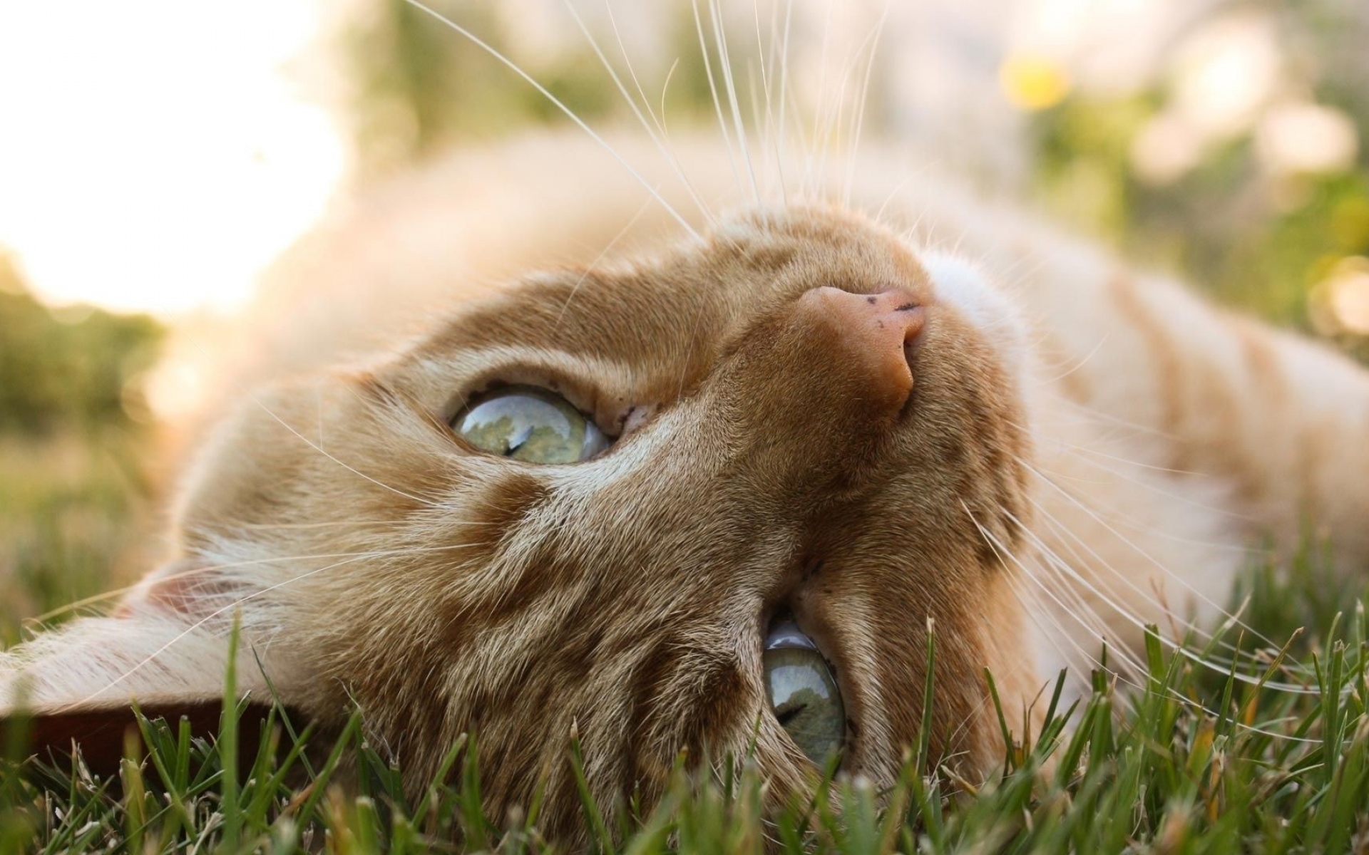 Весенняя лень. Кошка лето. Весенний кот. Трава для кошек. Кошка на природе.