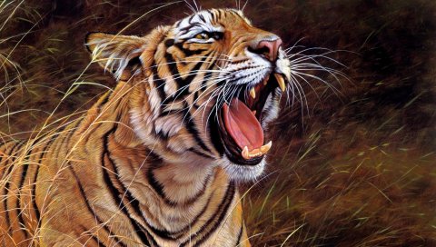 Тигр, большой кот, зубы, полосатый, гнев