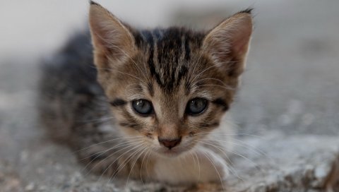 Котенок, лицо, ребенок, взгляд