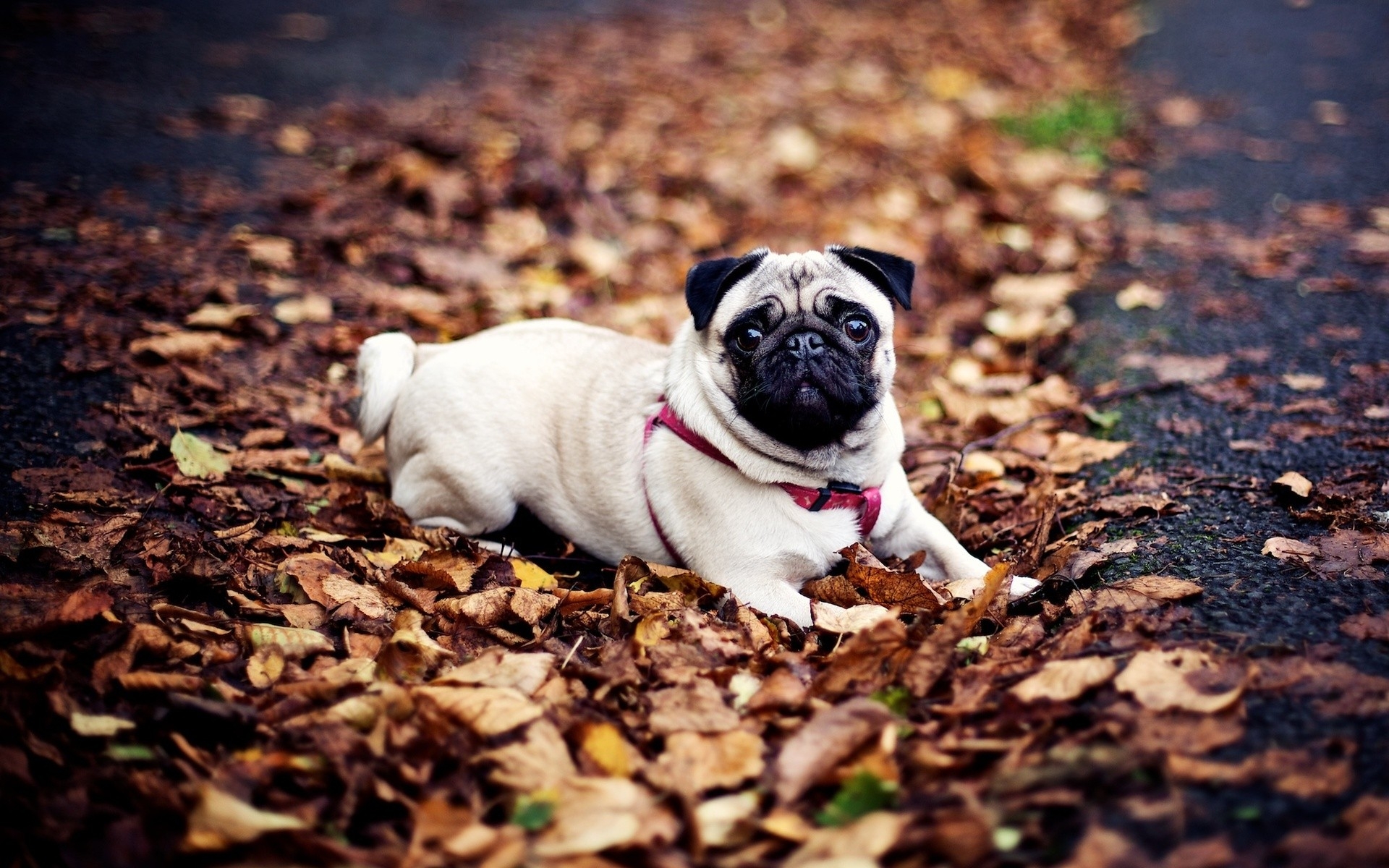 Картинки Мопс, собаки, поводка, листва, осень, ложь фото и обои на рабочий стол