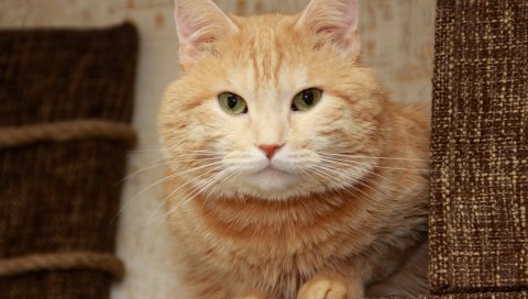 Кошка, лежа, лицо, пушистый, глаза