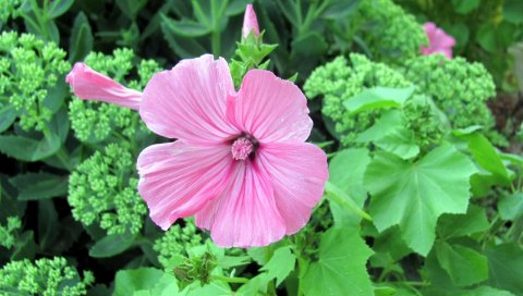 Lavatera, цветок, цветение, трава, клумба