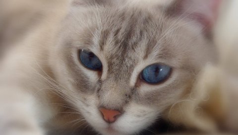 Кошка, голубоглазый, лицо, милый