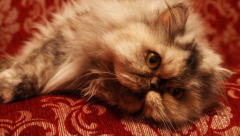 Кошка, пушистая, ложь, лицо, красивая
