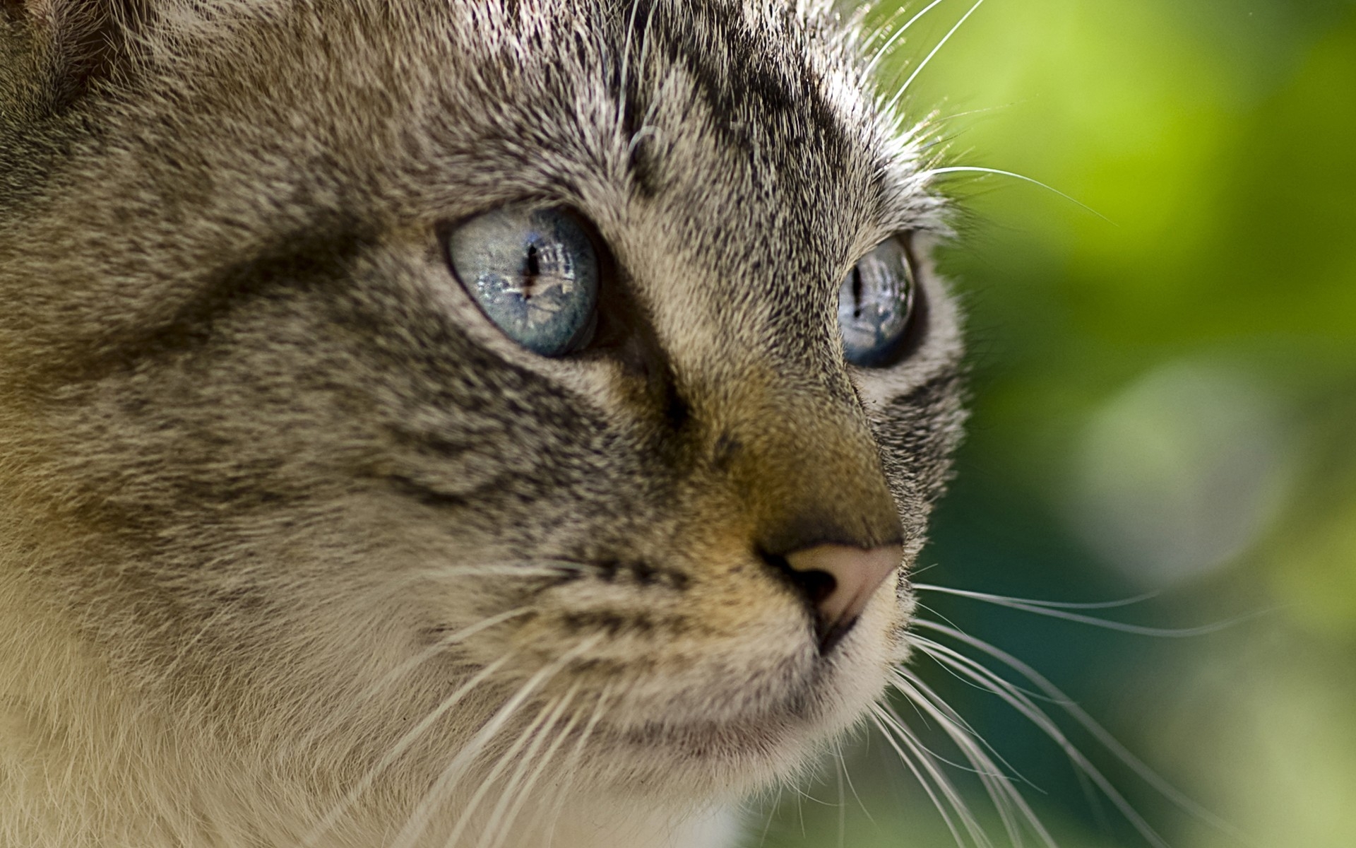 Кошка с серыми глазами