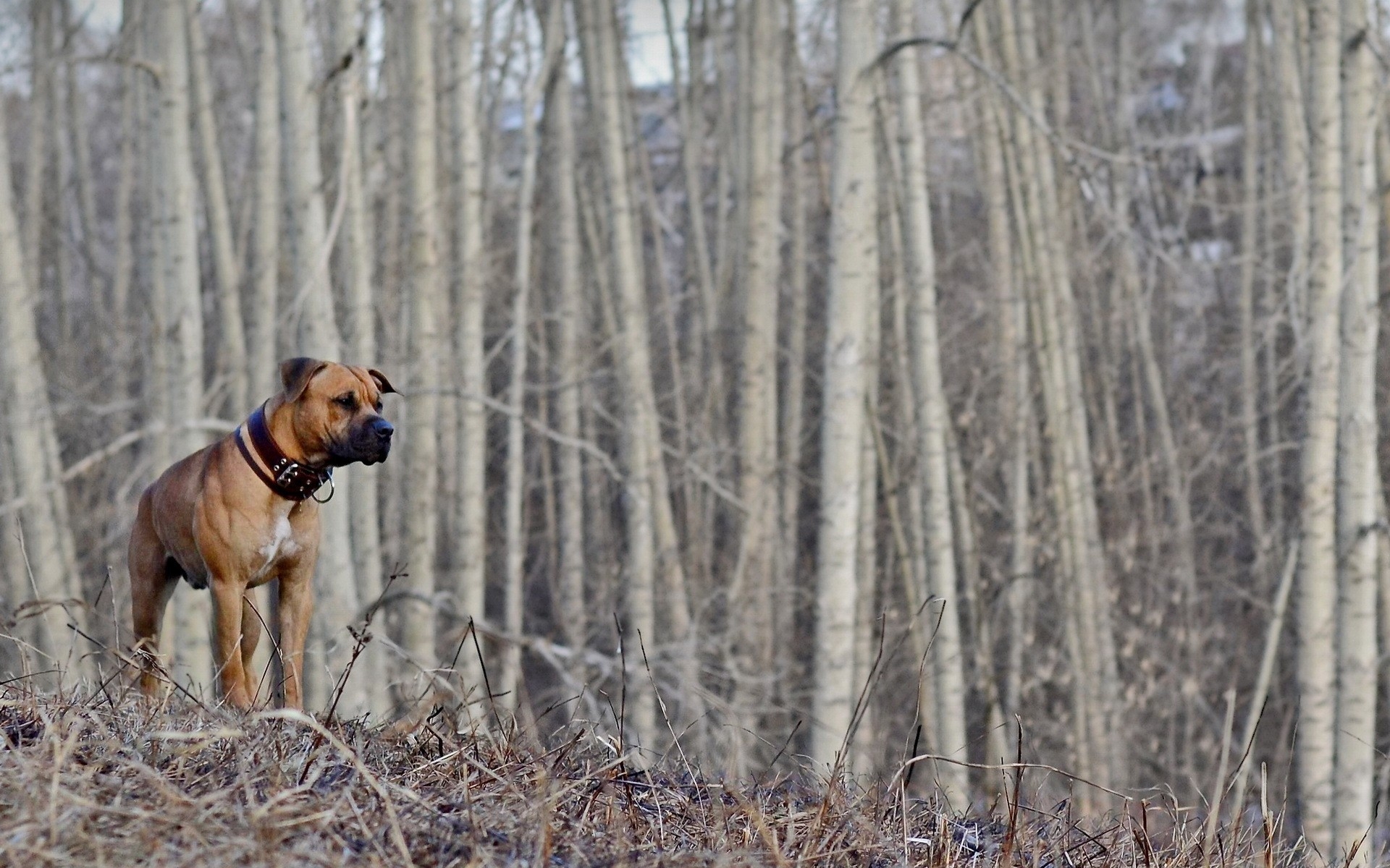 Картинки Собака, лес, ходьба, охота, осень фото и обои на рабочий стол