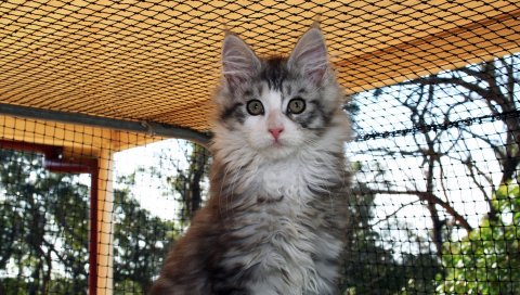 Котенок, лицо, пушистый, уши