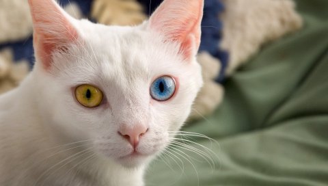 Гетерохромия, разные глаза, цвет, свет,
