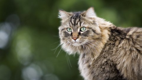 Кошка, лицо, пушистый, блики
