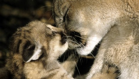Puma, cub, hug, careing