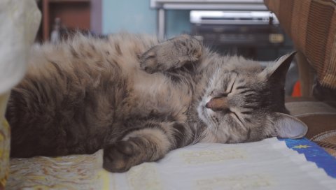Кошка, жирная, пушистая, сон, пальто