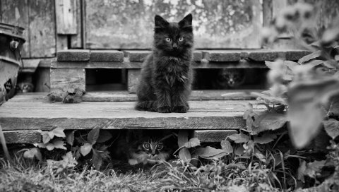 Котенок, пушистый, сидящий, ожидающий, черный белый