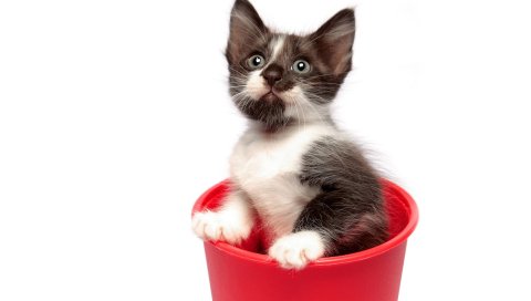 Котенок, ведро, пятнистый, игривый, любопытный