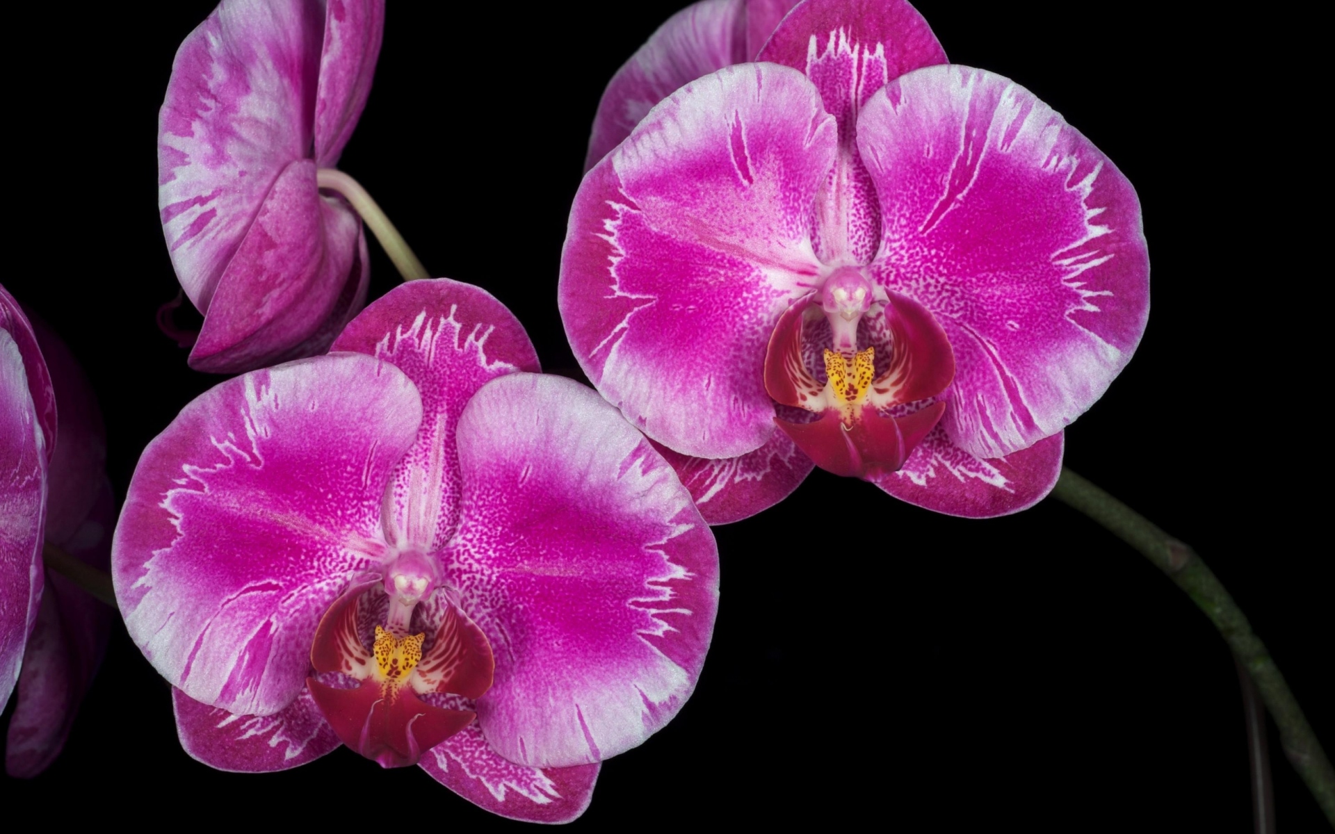 Картинки Орхидея, цветок, веточка, розовый, крупный план фото и обои на рабочий стол
